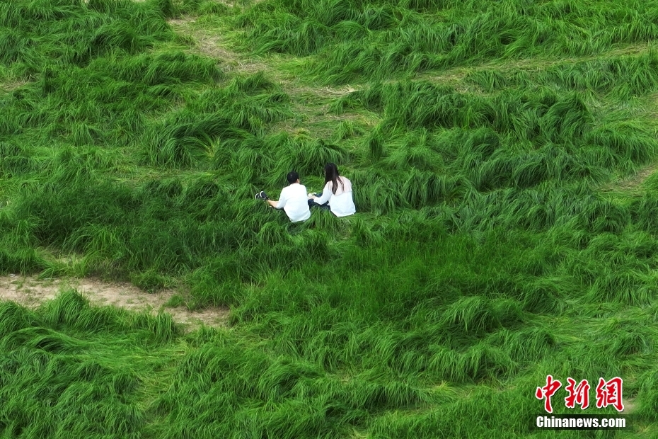 南京石臼湖再现网红“龙猫草海”