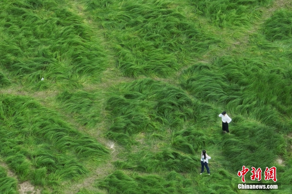 南京石臼湖再现网红“龙猫草海”