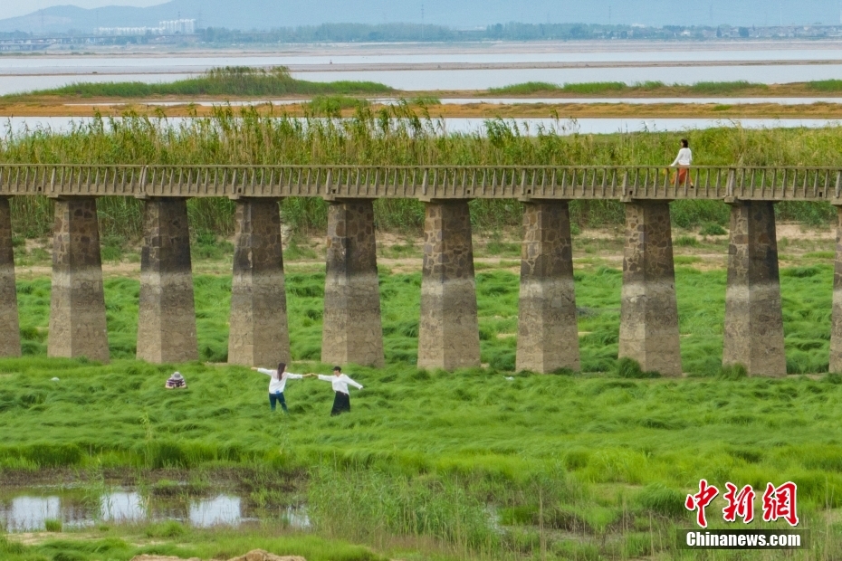 南京石臼湖再现网红“龙猫草海”