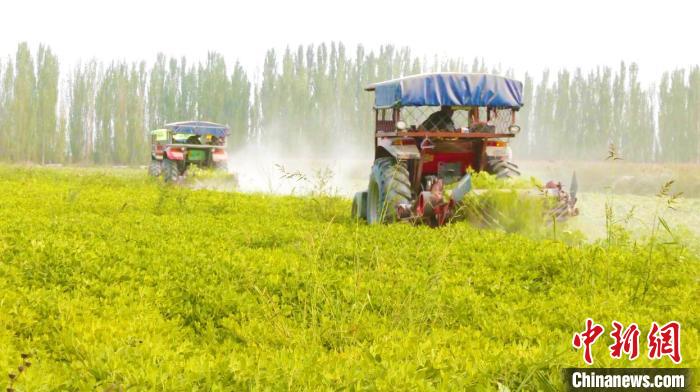 新疆阿克苏地区3.82万亩试种花生进入“丰收季”