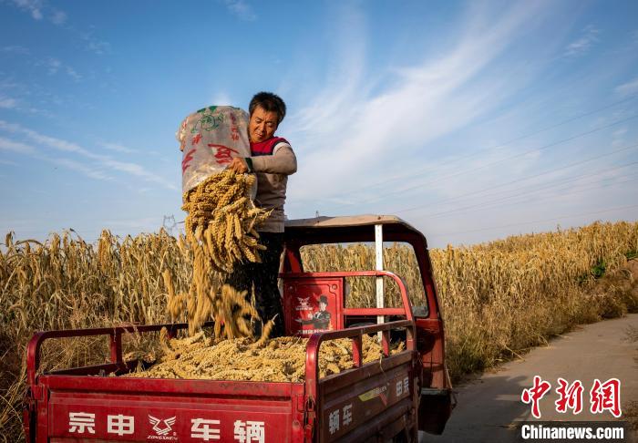 山西柳林：又到一年谷黄时 乡村振兴正当时