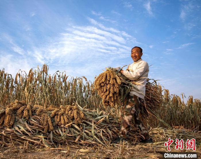 山西柳林：又到一年谷黄时 乡村振兴正当时