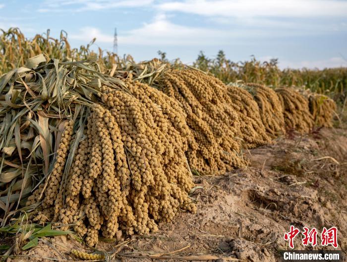 山西柳林：又到一年谷黄时 乡村振兴正当时