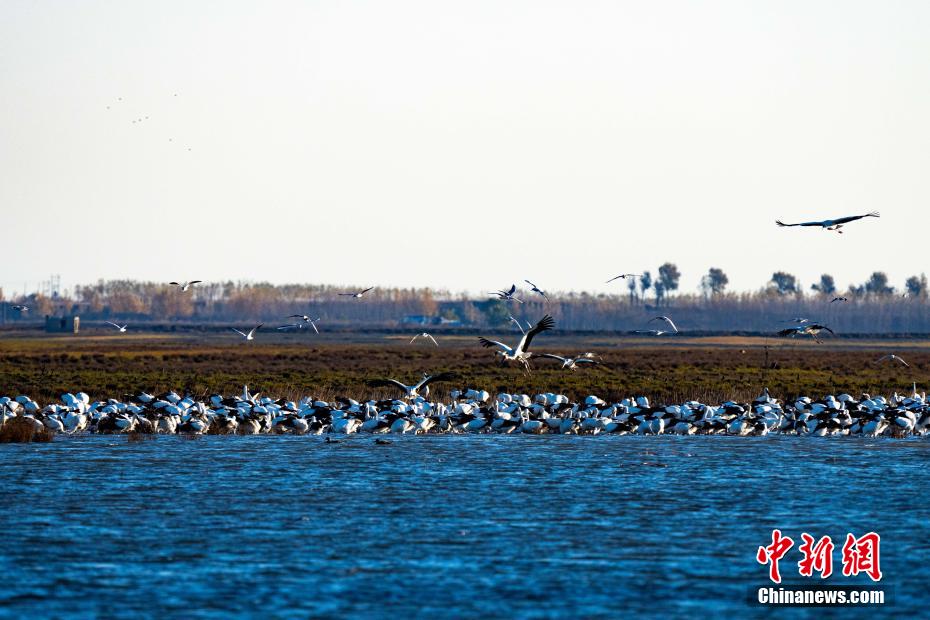 吉林莫莫格湿地候鸟翔集 濒危东方白鹳数量创新高