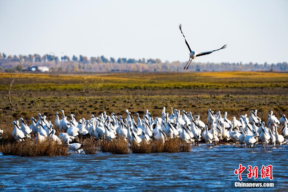 吉林莫莫格湿地候鸟翔集 濒危东方白鹳数量创新高