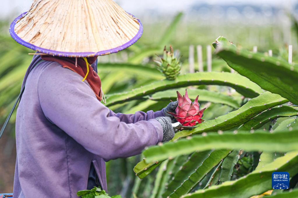 新华全媒+丨海南东方火龙果丰收