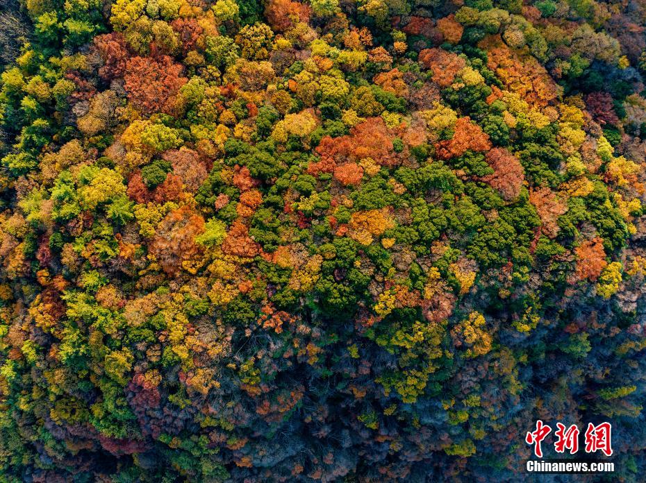 湖北宜昌：层林尽染惹人“醉”