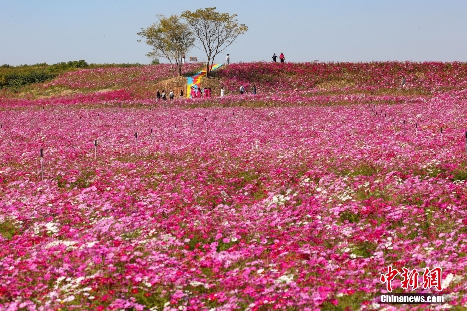 南京郊外山花烂漫