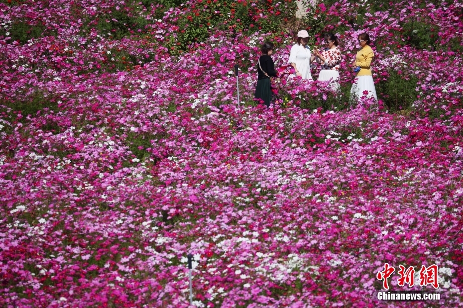 南京郊外山花烂漫