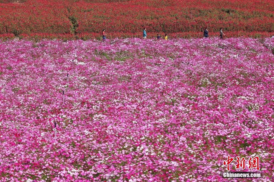 南京郊外山花烂漫