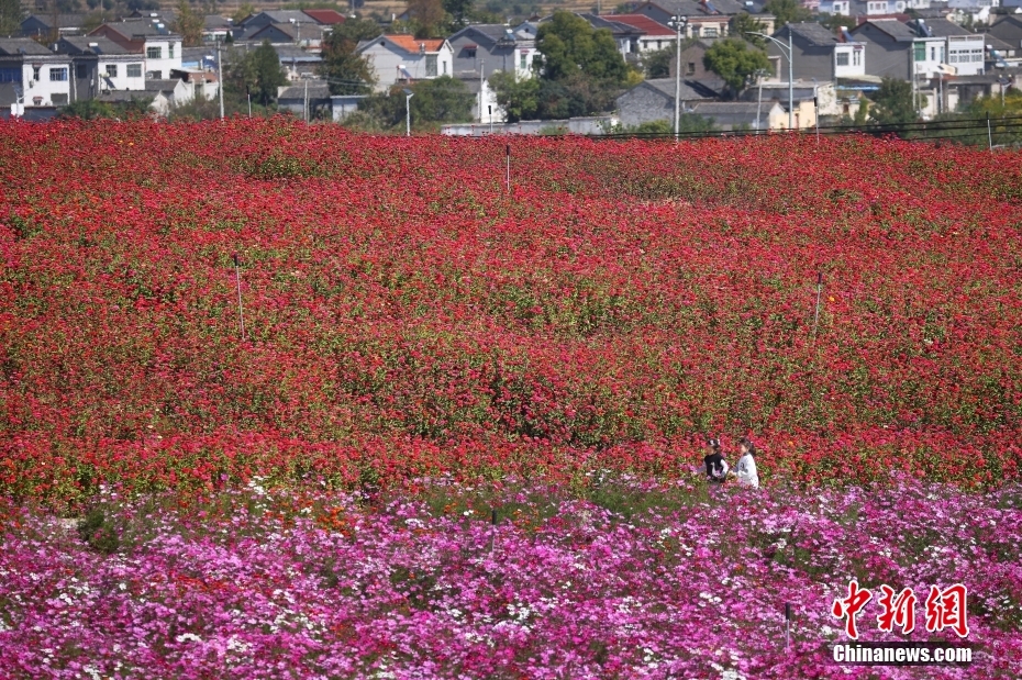 南京郊外山花烂漫