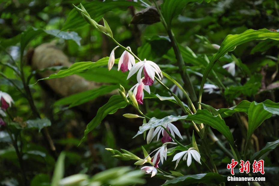 广西弄岗保护区现中越鹤顶兰大型居群