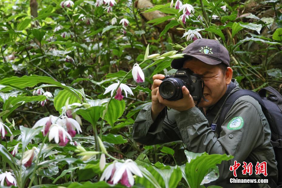 广西弄岗保护区现中越鹤顶兰大型居群