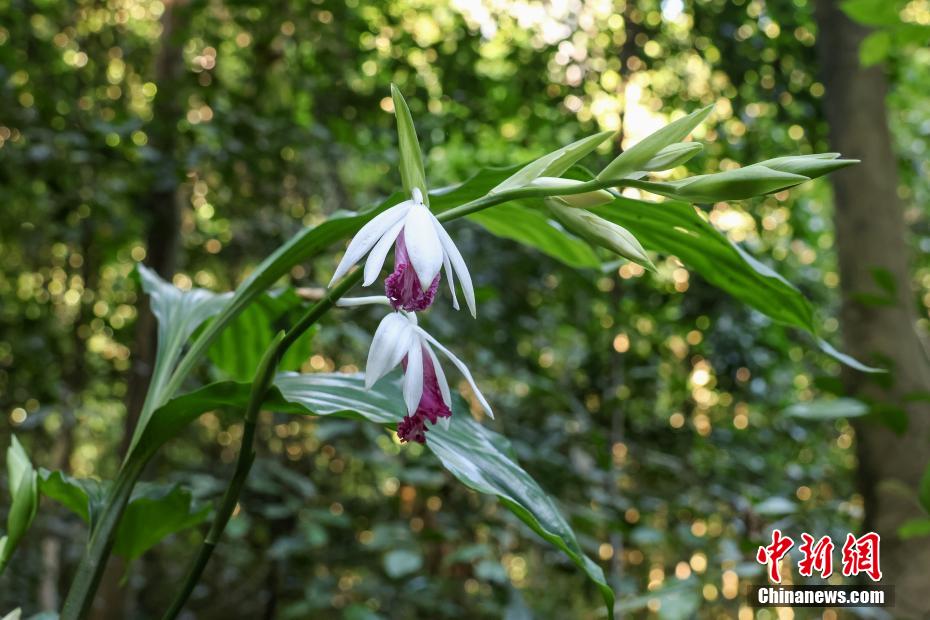 广西弄岗保护区现中越鹤顶兰大型居群