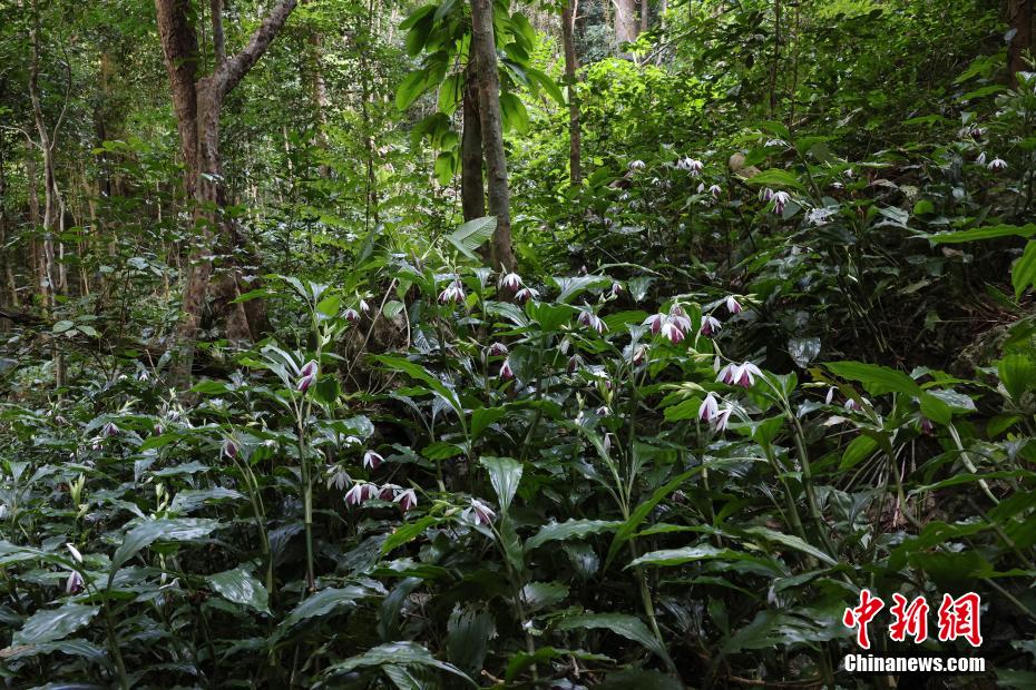 广西弄岗保护区现中越鹤顶兰大型居群