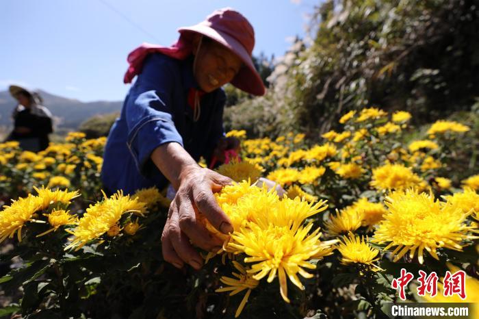 贵州剑河：菊花丰收采摘忙