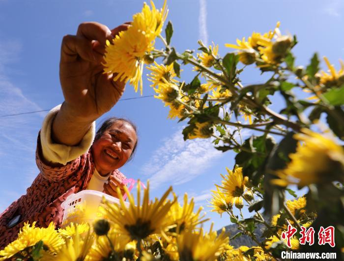 贵州剑河：菊花丰收采摘忙