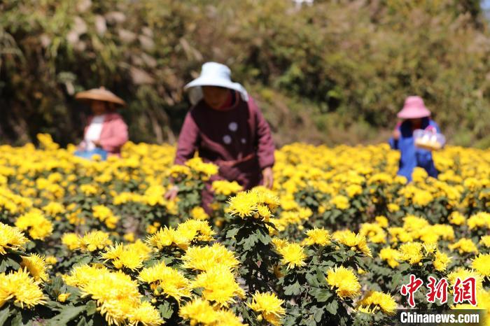 贵州剑河：菊花丰收采摘忙