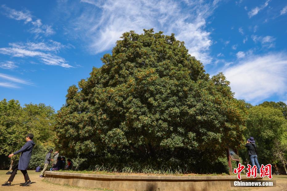 南京百年“桂花王”桂花盛放
