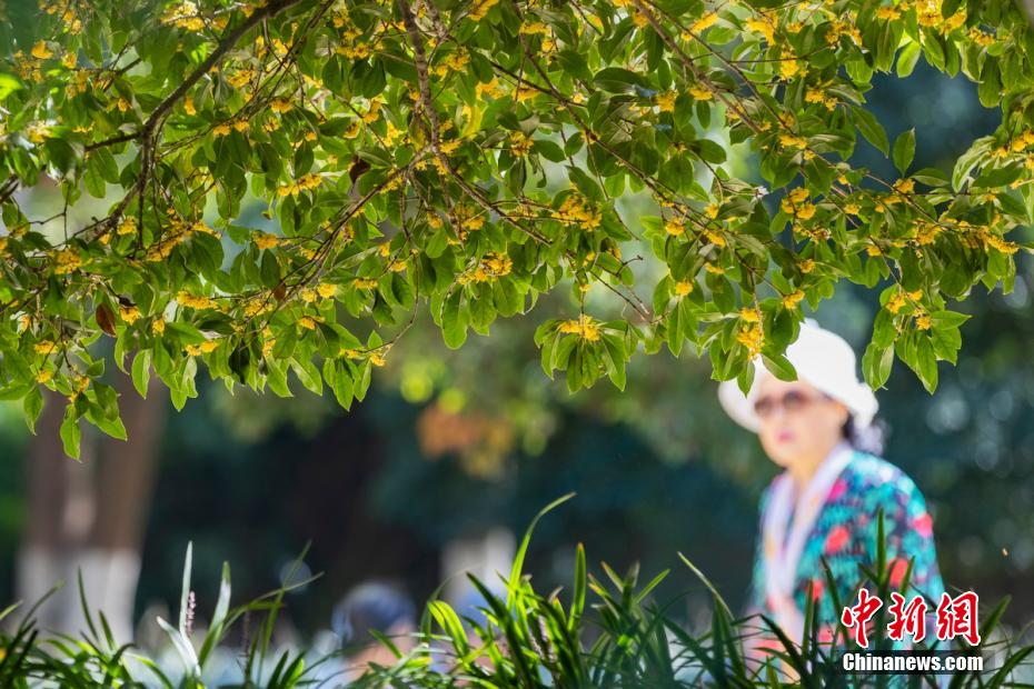 南京百年“桂花王”桂花盛放