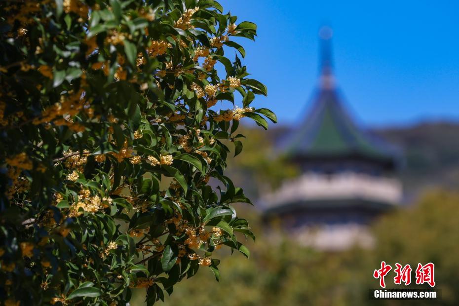 南京百年“桂花王”桂花盛放