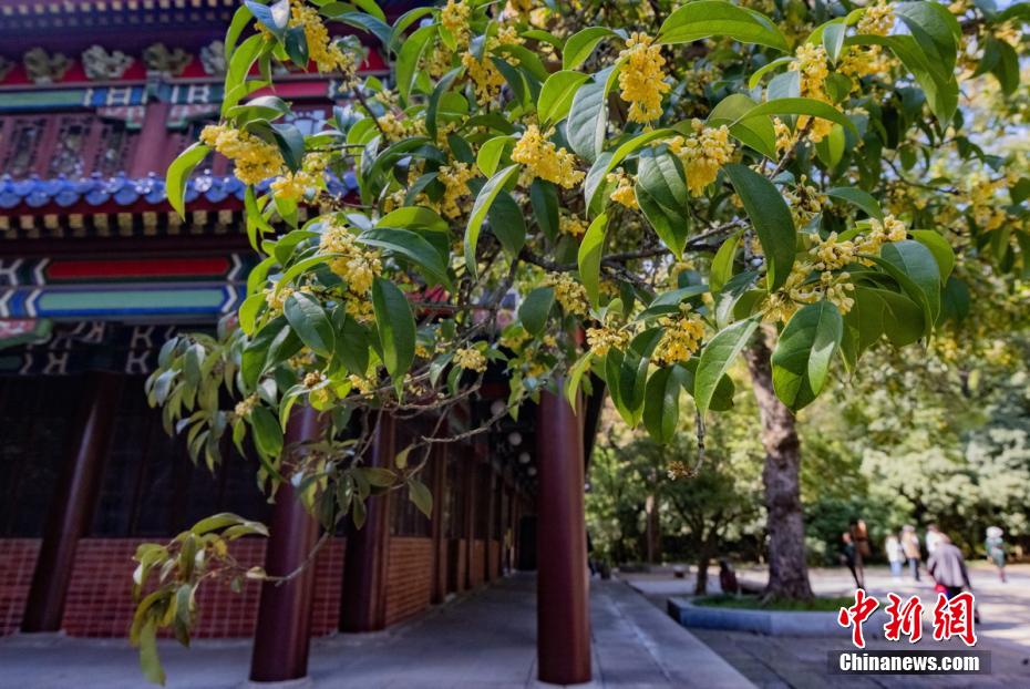 南京百年“桂花王”桂花盛放