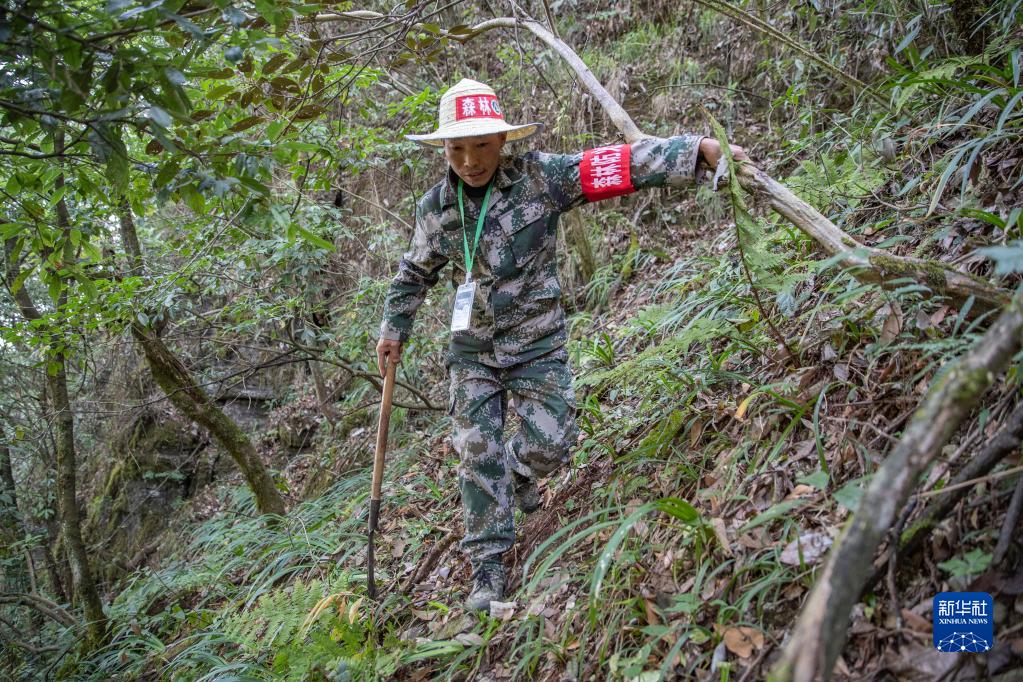 “守山人”张廷刚：以林为伴见证金佛山蝶变