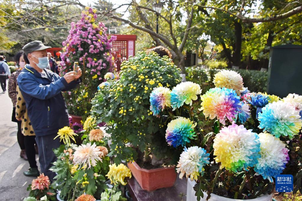 青岛：赏菊正当时