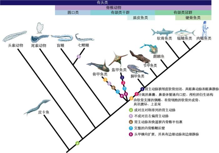 中科院团队30年接力研究 完整呈现4.1亿年前玉海翼角鱼全貌