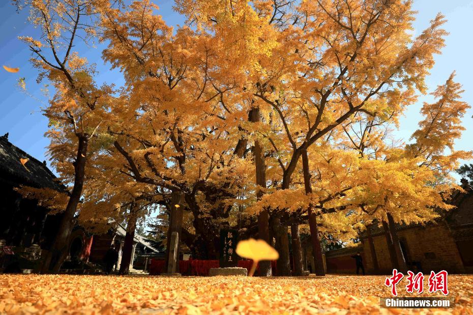 山东日照：4000年银杏树迎来最佳观赏期