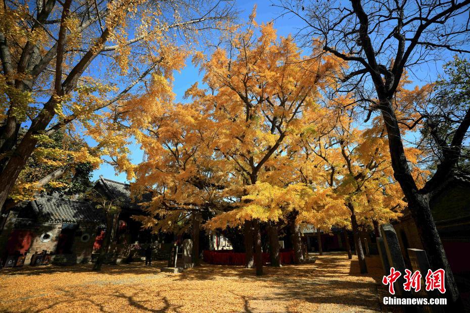 山东日照：4000年银杏树迎来最佳观赏期