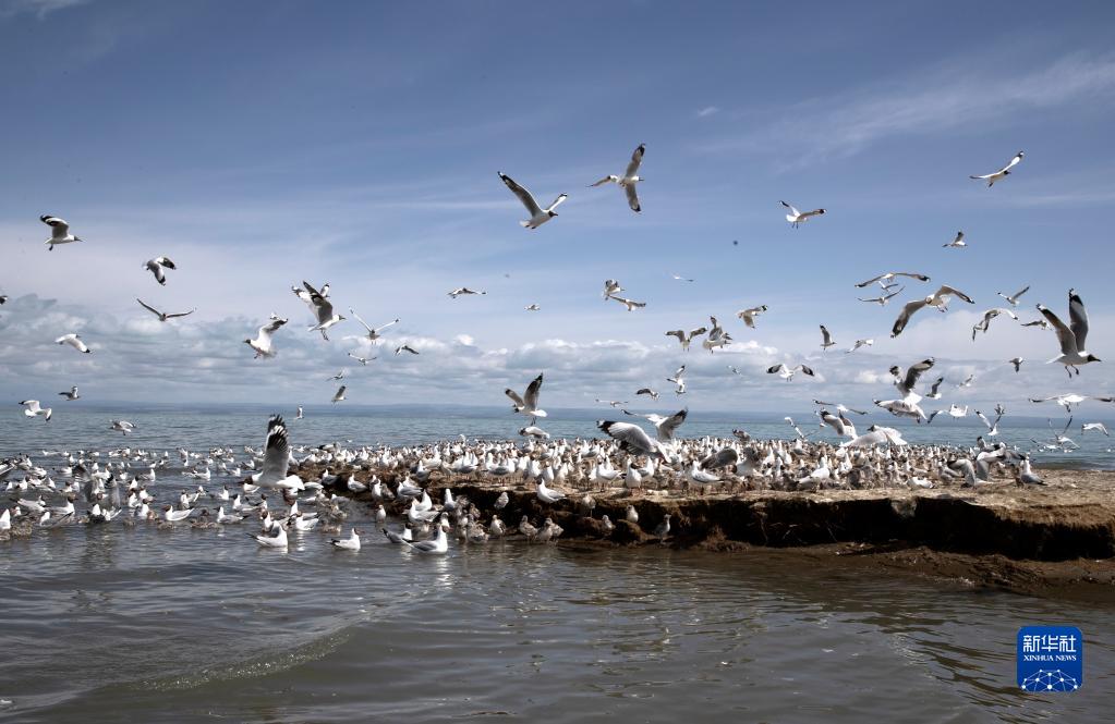 湿地之美丨青海湖湿地