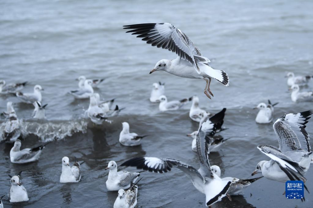 湿地之美丨青海湖湿地