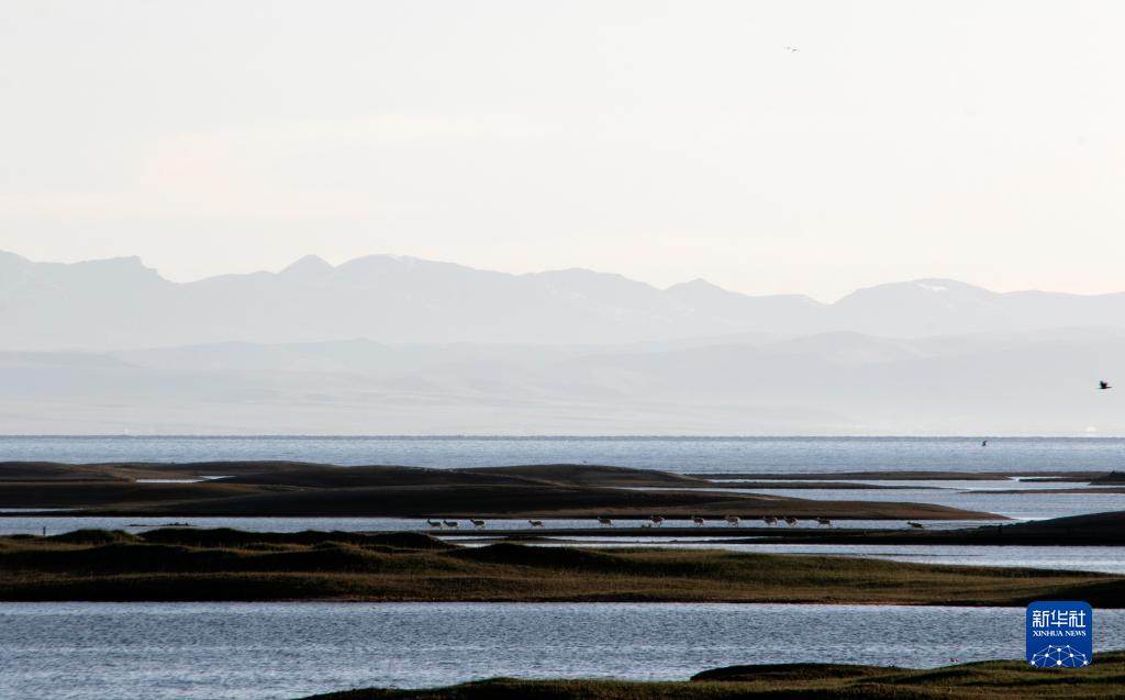 湿地之美丨青海湖湿地