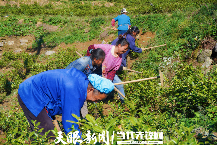 【党的二十大精神在基层】感恩茶枝繁叶茂｜“白叶一号”项目引领，10800亩茶园带动14000多人增收