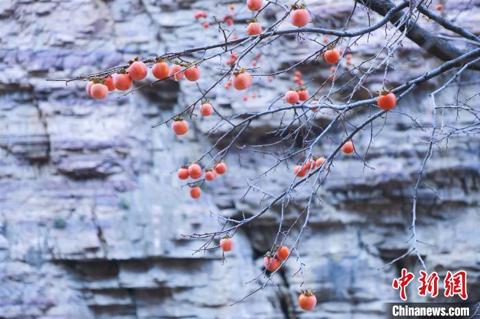 河南：一夜寒露风柿子挂灯笼