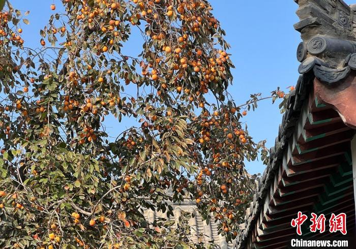 图为周口太昊陵景区的柿子树硕果累累。　倪莉 摄