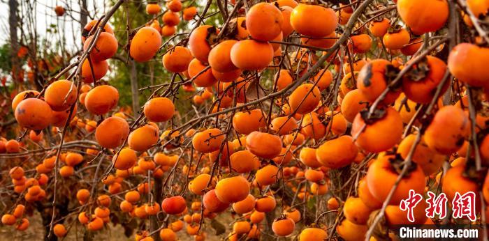 图为郑州市惠济区黄河岸边的柿园内硕果累累。　胡志强 摄