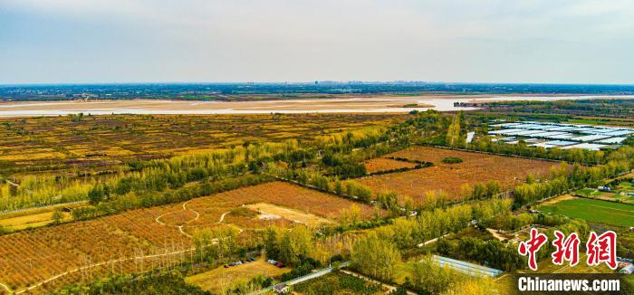 图为郑州市惠济区黄河岸边的柿园内硕果累累。　胡志强 摄