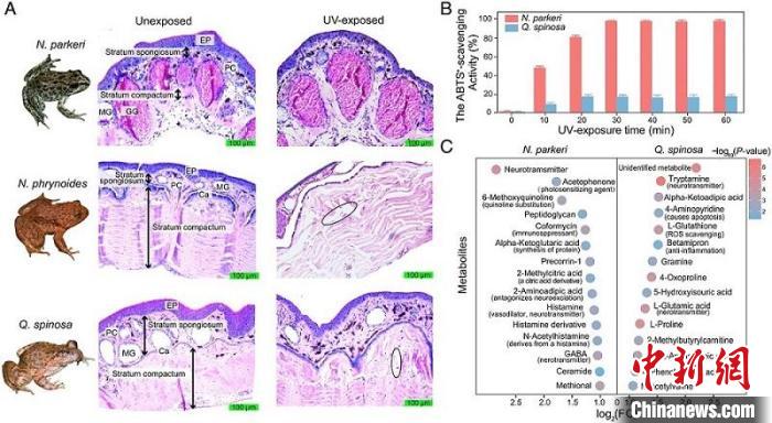 高山倭蛙皮肤何以适应强紫外环境？研究揭示背后的分子机制