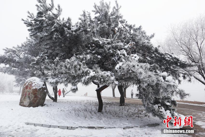 吉林松花江畔“雾锁”雾凇 美景幻如仙境