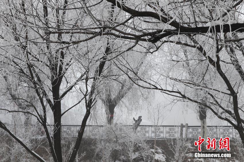 吉林松花江畔“雾锁”雾凇 美景幻如仙境