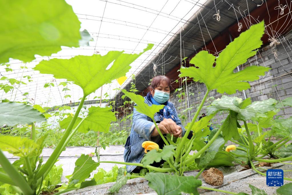 河北井陉：“冬闲不闲” 种植大棚瓜果蔬菜助农增收