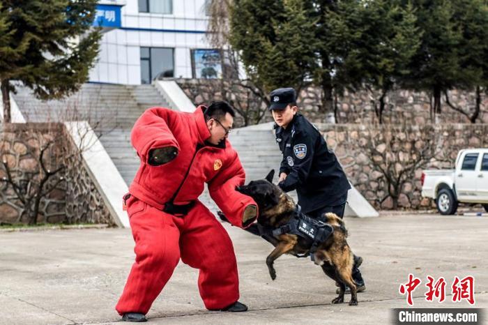 警犬训导员对警犬进行扑咬训练 韩秉儒 摄