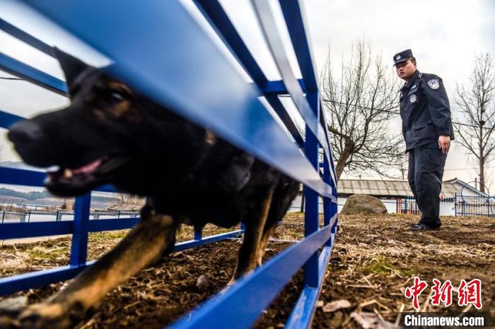 警犬穿越匍匐笼障碍 韩秉儒 摄