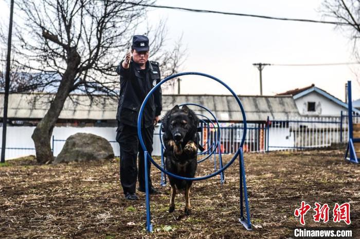警犬训导员训练警犬穿越圆环 韩秉儒 摄