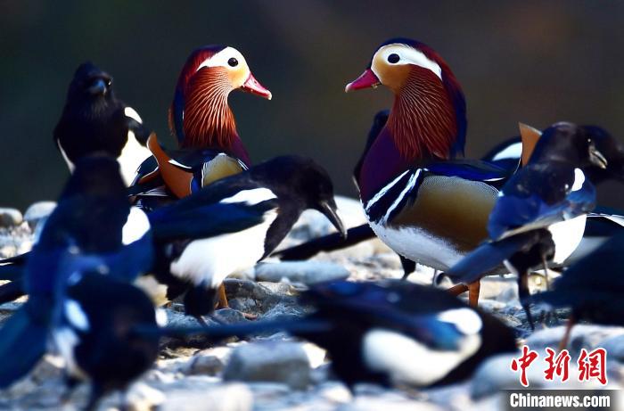 鸳鸯对话。　熊明银 摄