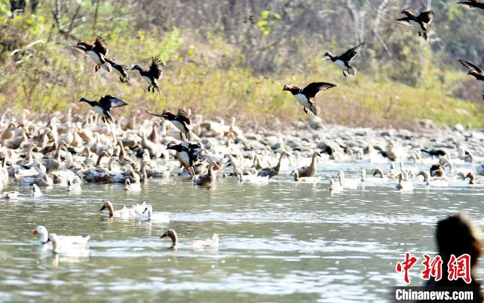 鸳鸯纷飞。　熊明银 摄