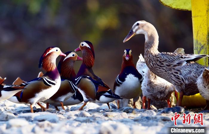 鸳鸯与鸭子。　熊明银 摄
