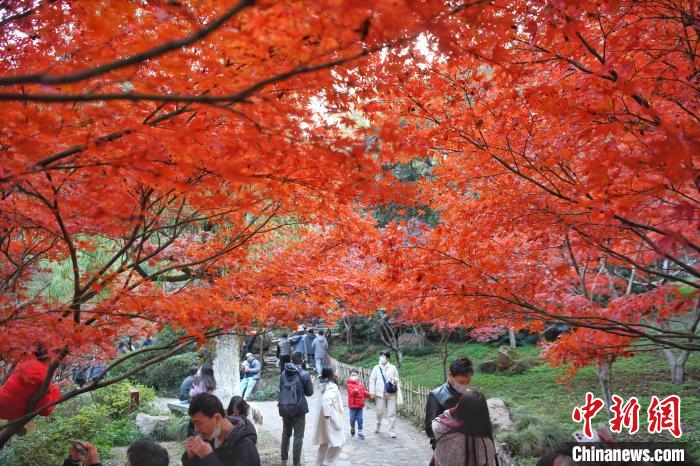 长沙市岳麓山进入枫叶最佳观赏期